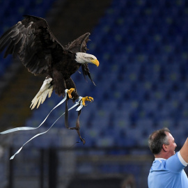 El águila justo antes de posarse en su adiestrador tras sobrevolar el estadio.