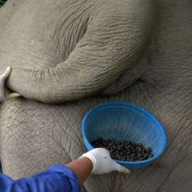 Mujer recogiendo las heces de un elefante./AP