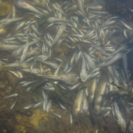 Aparecen miles de peces muertos en el Mar Menor