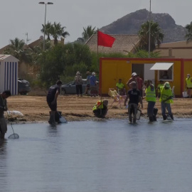 Cierran ocho playas de La Manga para retirar peces muertos del Mar Menor