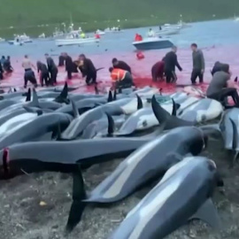 Masacre de 1.500 delfines por los pescadores de Islas Feroe