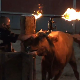 AnimaNaturalis denuncia maltrato animal en las fiestas de Camarles, en Catalunya