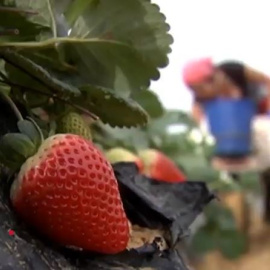 Más protección para las temporeras de la fresa en Huelva