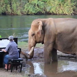 El pianista que susurra a los elefantes