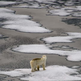  Oso polar en la Tierra de Francisco José, un archipiélago de Rusia localizado en el océano Glacial Ártico.- EKATERINA ANISIMOVA / AFP