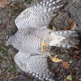 Uno de los rapaces abatidos en Gipuzkoa.