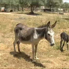 Burros contra el estrés de la pandemia