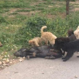 Maltrato animal en Torremanzanas, Alicante: los animales se devoran entre ellos