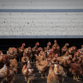 Decenas de pollos en una granja, a octubre de 2024.