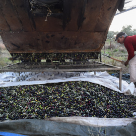 Una persona recolecta aceitunas, en un olivar de Holguera (Cáceres) a 24 de noviembre de 2023, en Cáceres, Extremadura.