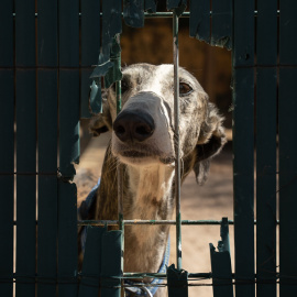 Los perros sin ley: malheridos, sin hogar y sin derechos