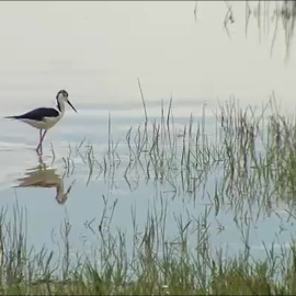 ¿Por qué es tan importante Doñana? Cuatro razones clave para protegerla