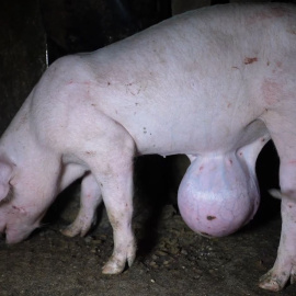 El maltrato de cerdos en una granja ubicada en Quintanilla del Coco, Burgos