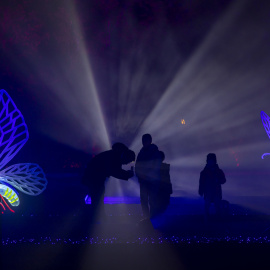 Unas mariposas gigantes polinizan el Parque Enrique Tierno Galván. Foto: Naturaleza Encendida