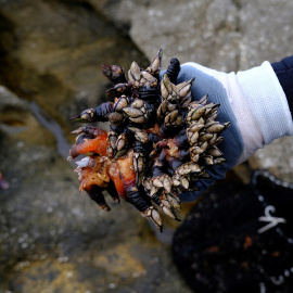 Un manojo de percebes recién recogidos en las rocas, en la Costa da Morte, cerca de Corne (A Coruña).