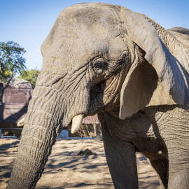 La elefanta africana Yoyo la más longeva de su especie del mundo, ha fallecido en el Zoo de Barcelona a una edad aproximada de 54 años