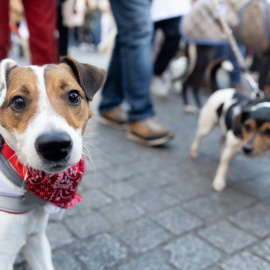 Dos perros pasean por Madrid, a 30 de diciembre de 2024.