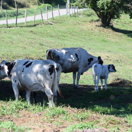 Algunas de las vacas rescatadas por el refugio La Manada Cántabra.