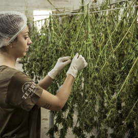 Una trabajadora en una plantación de cannabis.