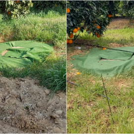 Pozos ocultos bajo lonas en la finca Aljóbar, en Aznalcázar (Sevilla).