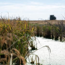 Campos de arroz en las marismas del Guadalquivir. Archivo.