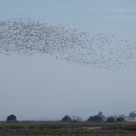 Una bandada de cientos de flamencos sobrevuelan los campos de arroz en las marismas del Guadalquivir. Archivo