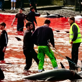 Caza y matanza de cetáceos en las Islas Feroe.