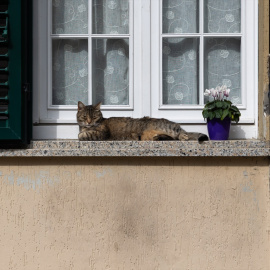 Un gato reposa en una ventana.