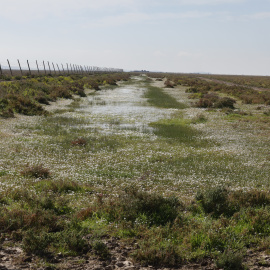 La Junta de Andalucía ha adquirido la finca Tierras Bajas, en el Parque Natural de Doñana, a 10 de febrero de 2025.