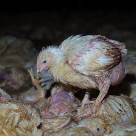 Un pollo camina sobre cadáveres de animales en una granja de Coimbra (Portugal).