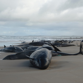 Imagen de las ballenas varadas en una remota playa en Tasmania (Australia), a 19 de febrero de 2025.