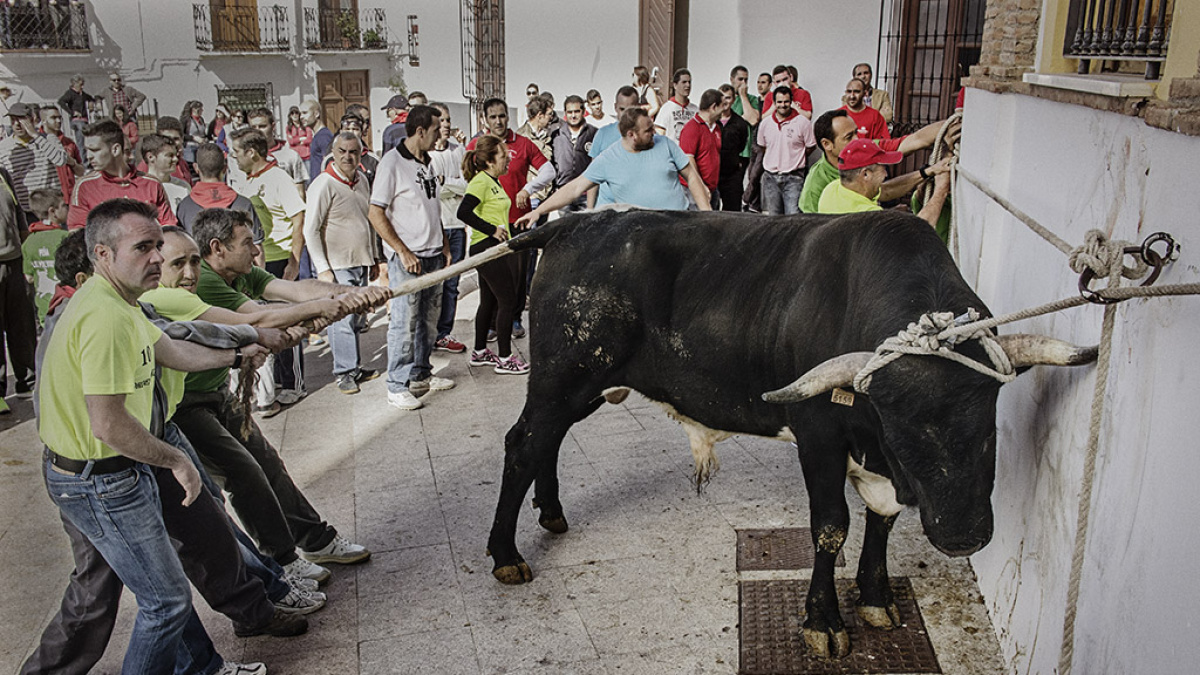 Maltrato animal: España sentencia las corridas, pero cada vez maltrata