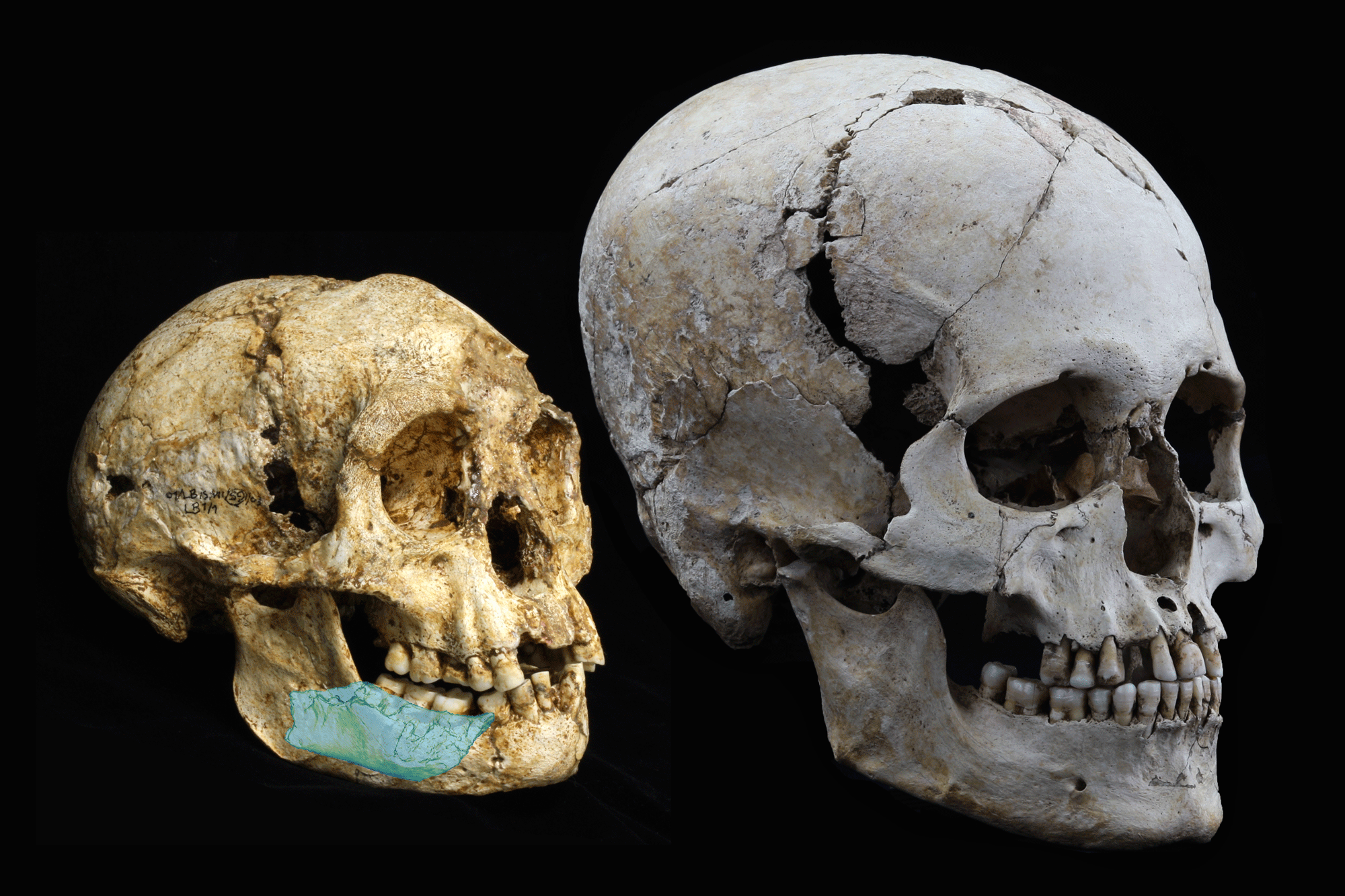 Cráneo de Homo floresiensis, en el que se ha marcado la zona de los nuevos fósiles, junto a uno de Homo sapiens.- UNIVERSIDAD DE WOLLONGONG, AUSTRALIA