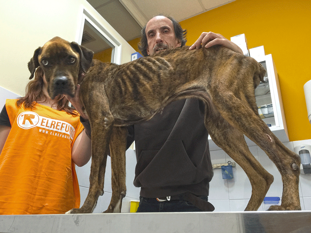 Nacho Paunero, de la protectora El Refugio, con la perra Tanita, rescatada en Valencia de Alcántara (Cáceres). EL REFUGIO