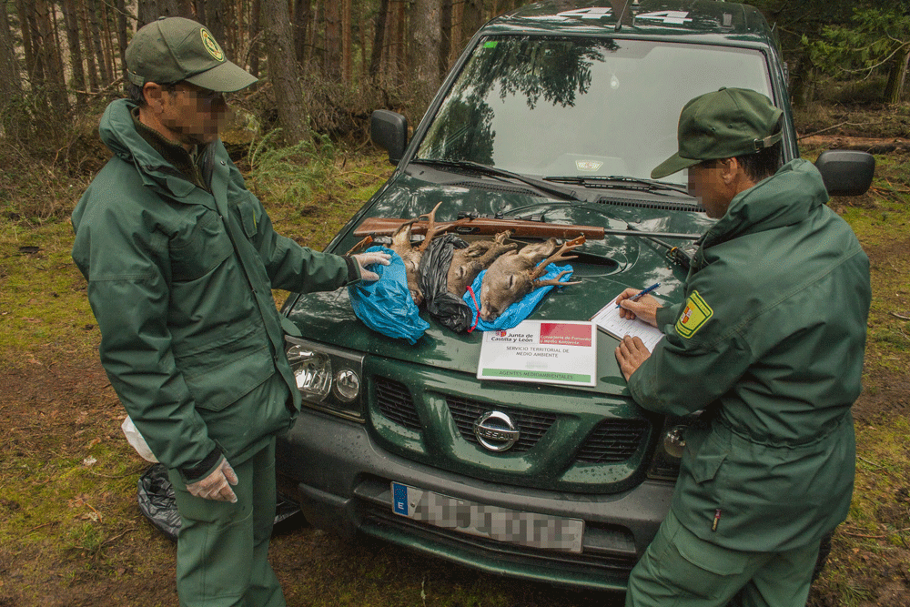 Dos agentes rurales de la Junta de Castilla y León tras decomisar cabezas y armas de caza. AEAFMA