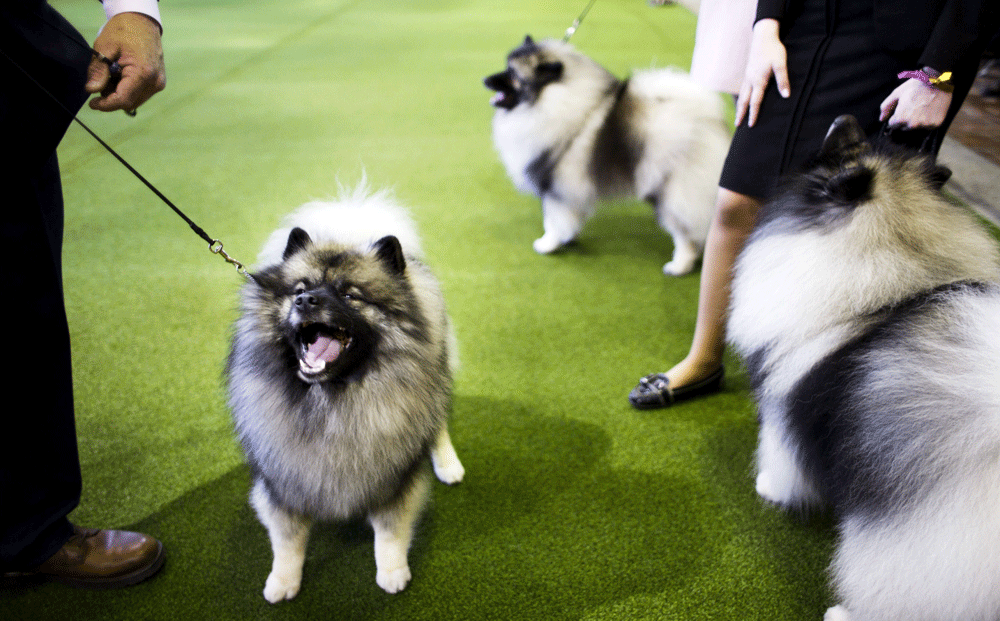 Tres perros de raza keeshonds durante la competición canina del Club Westminster Kennel en Nueva York. EFE