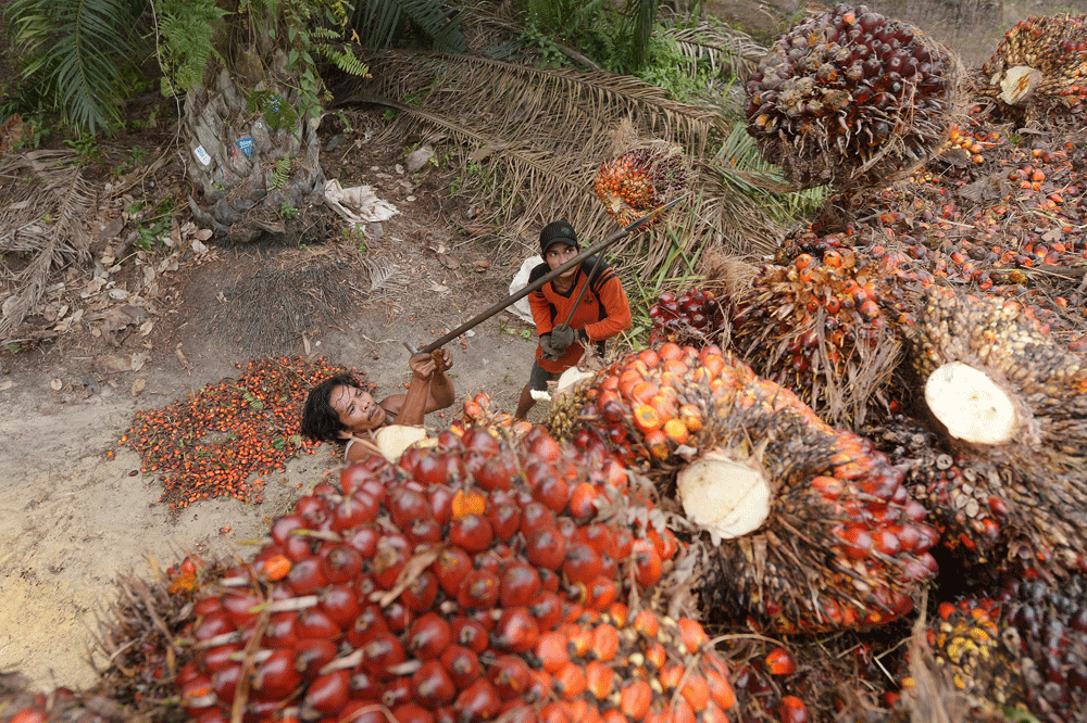 Trabajadores del las plantaciones de palma en Indonesia. AFP