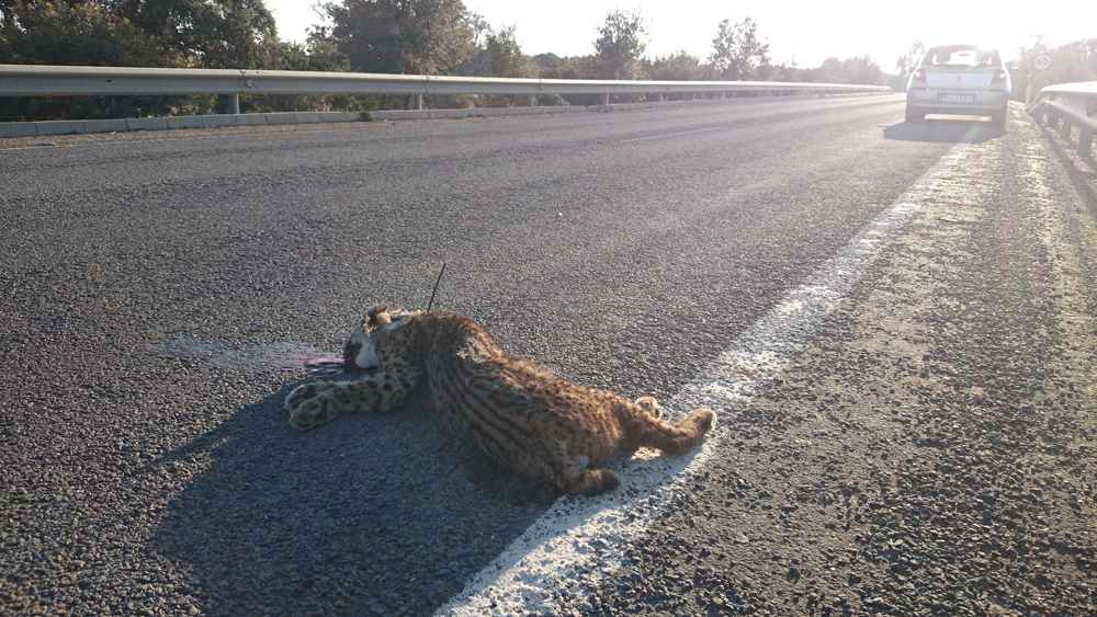 Un lince atropellado en la carretera. JUANJO CARMONA (WWF)